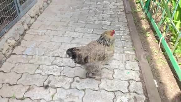一只棕色产蛋母鸡在农场院子里自由行走有机家禽农场视频的预览图