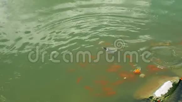 海龟在马来西亚的池塘里游泳视频的预览图
