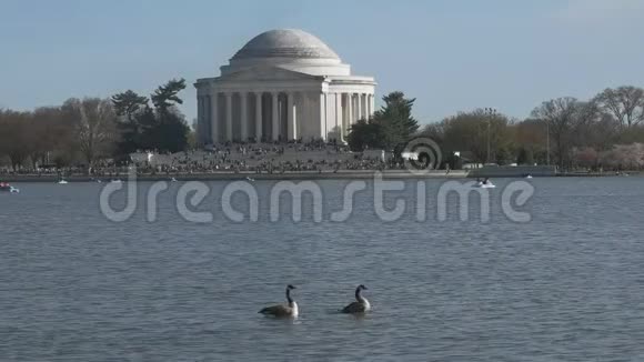 加拿大鹅在杰斐逊纪念碑前的湖面上游泳视频的预览图