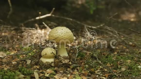 塔斯马尼亚塔金荒野森林地板上生长的一盘真菌视频的预览图