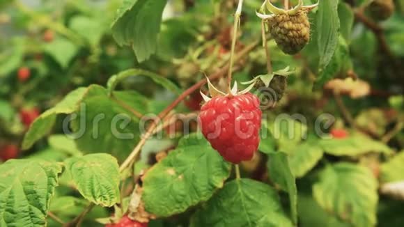 靠近塔斯马尼亚州韦斯特威的成熟红树莓视频的预览图