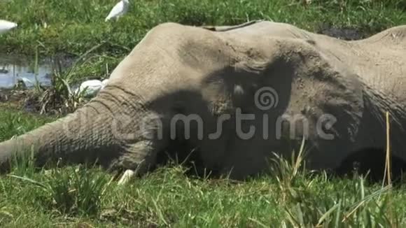 极端接近一头大象和小牛在肯尼亚的安博塞利吃视频的预览图