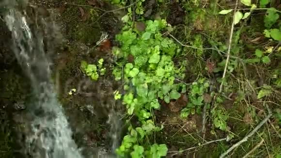 清澈的饮用水从森林泉水中倒下来流经苔藓般的石头天然水源视频的预览图