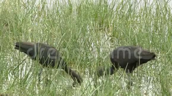 安博塞尔国家公园沼泽里的一对哈达伊比斯视频的预览图