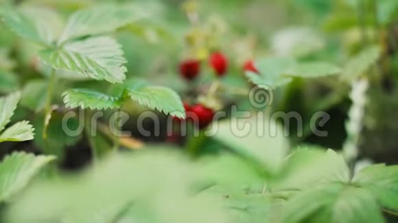 成熟的野生草莓在灌木丛中视频的预览图