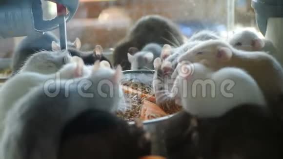 仓鼠在宠物动物园吃东西视频的预览图