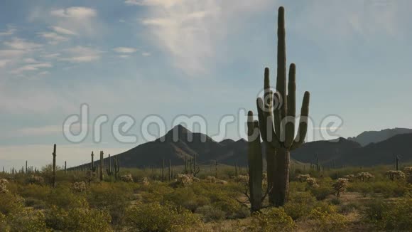 亚利桑那州阿乔附近的仙人掌风琴管仙人掌国家纪念碑上的saguaro仙人掌和ajomnts早照视频的预览图