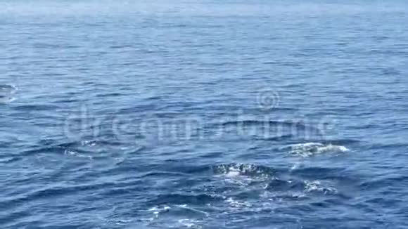 从船上观看常见的海豚吊舱在开阔的水中观鲸旅游南加州嬉戏跳跃视频的预览图