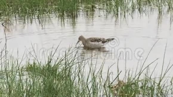 在安博塞利国家公园里一只沼泽沙眼在寻找食物视频的预览图