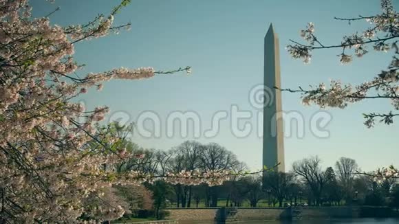 早上拍摄的华盛顿纪念碑和樱花视频的预览图