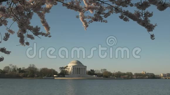 杰斐逊纪念堂春季樱花中等角度拍摄视频的预览图
