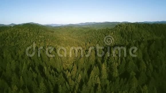 晴朗的一天在山上看到茂密的针叶林视频的预览图