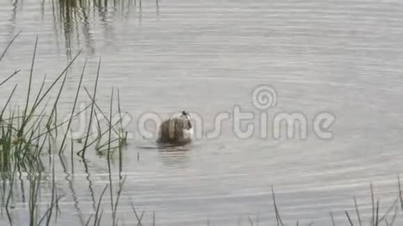 在安博塞利国家公园的湿地里一只沼泽沙漏喂食视频的预览图