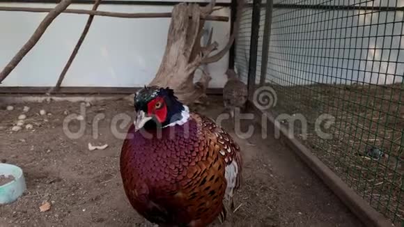 在家禽养殖场的笼子里行走的野鸡男女视频的预览图
