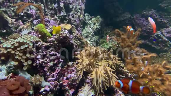 海底世界红海五颜六色的珊瑚礁鱼海葵和小丑鱼漂浮在海洋水族馆视频的预览图