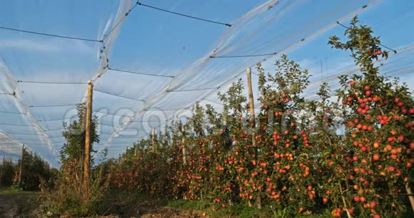 法国的果园苹果树树上的水果视频的预览图