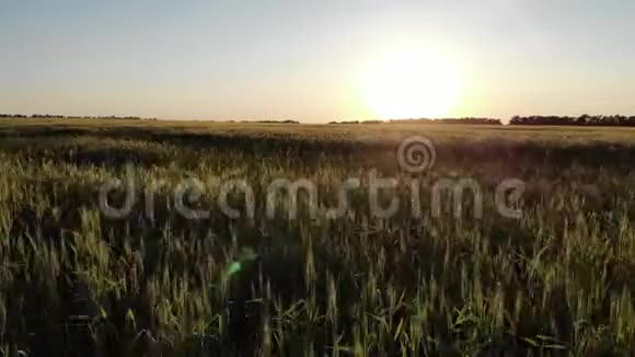 用夕阳鸟瞰农业绿野视频的预览图