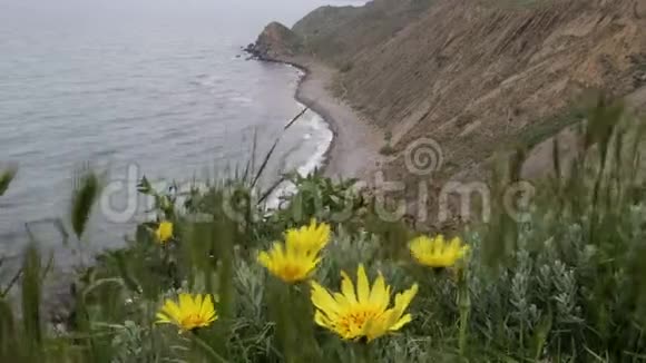 春天绿草和黄花在海岸的背景下随风摇摆视频的预览图