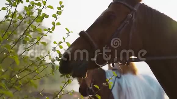 马吃树叶视频的预览图