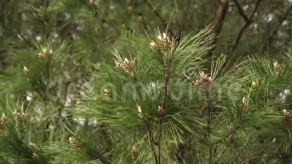 在针叶林中松枝带着年轻的小棕锥和绿针在风中移动视频的预览图