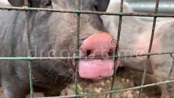 三只可爱的黑猪坐在笼子的金属栅栏后面乞求食物滑稽的鼻子闭上了视频的预览图