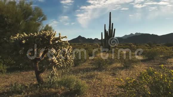 亚利桑那州的仙人掌和阿乔山视频的预览图