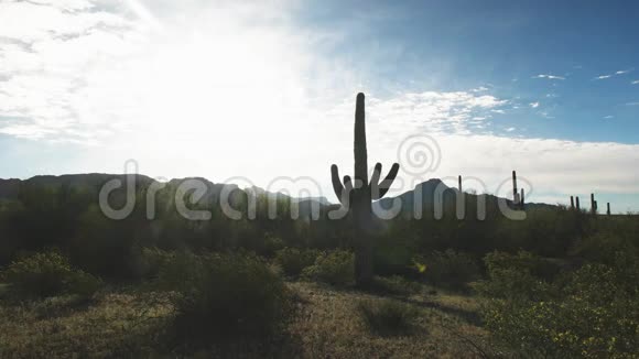 亚利桑那州的背光仙人掌和ajomnts视频的预览图
