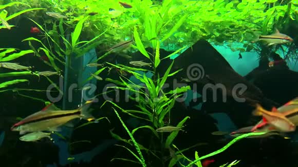 一个绿色美丽的种植热带淡水水族馆鱼慢慢漂浮在水中游泳视频的预览图