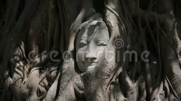 泰国Ayutthaya历史公园WatMahathat的佛像首领视频的预览图
