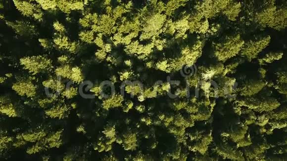 头顶上的空中摄像机在一片茂密的森林上放大路弯视频的预览图