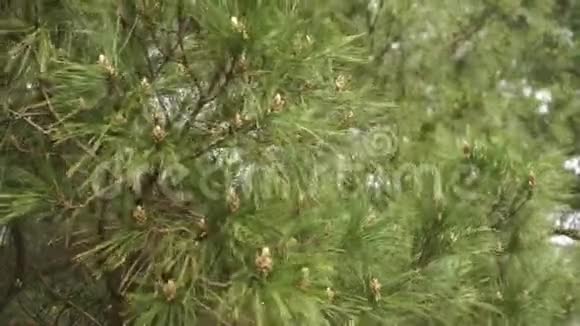 松枝绿针和幼锥在针叶林中与蓝天对抗视频的预览图