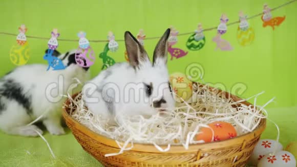 两只可爱的兔子在装饰的场景中视频的预览图