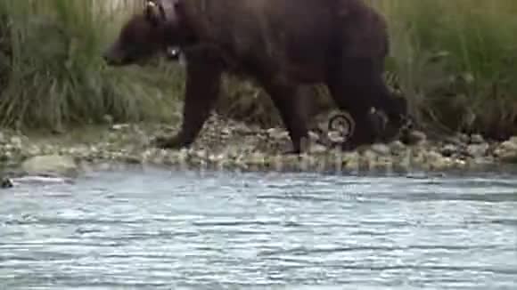 阿拉斯加野生灰熊视频的预览图