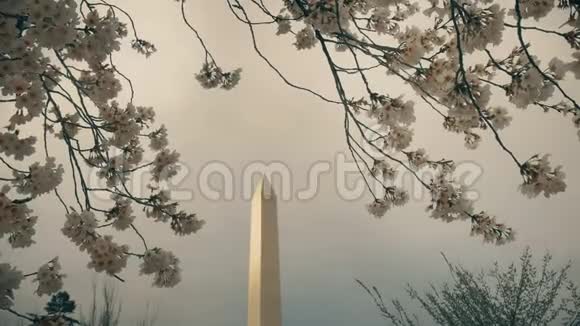 靠近华盛顿纪念碑和华盛顿特区的樱花视频的预览图