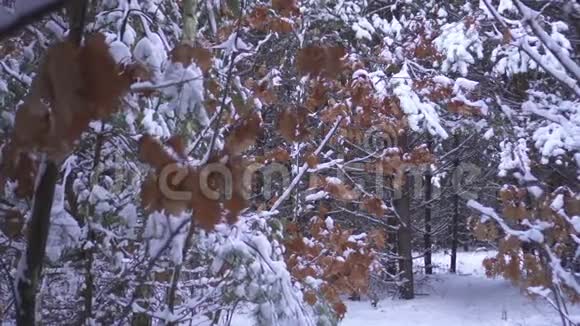 满是雪的橙叶树视频的预览图