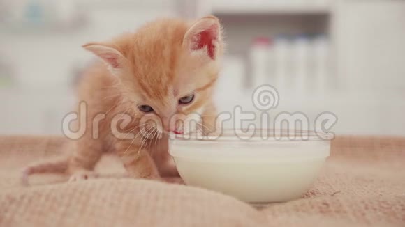可爱的橙色小猫在牛奶碗里喂食视频的预览图
