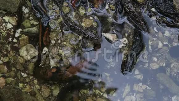 在红树林的一根根上坐着一个泥鳅家族马河岛塞舌尔视频的预览图