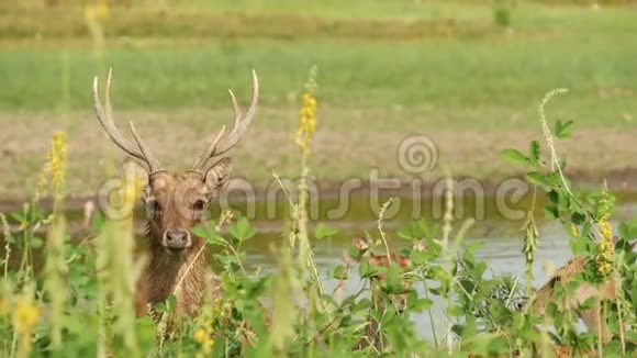 幼壮婀娜多姿的鹿绿油油的牧场上长满了绿油油的青草春天的草地上有可爱的动物畜牧领域视频的预览图