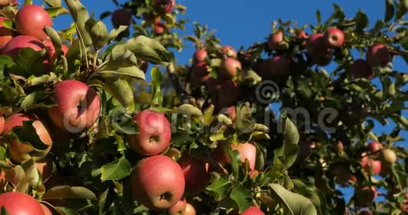 法国的果园苹果树树上的水果视频的预览图