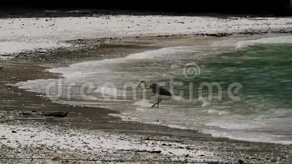 格雷海伦阿迪亚西涅雷亚正在海滩上的浅水中打猎巴伊拉扎尔海滩马河岛塞舌尔视频的预览图