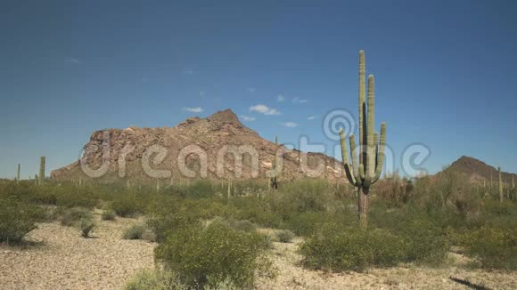 亚利桑那州阿乔附近的一座仙人掌仙人掌和一座有机管仙人掌国家纪念碑视频的预览图