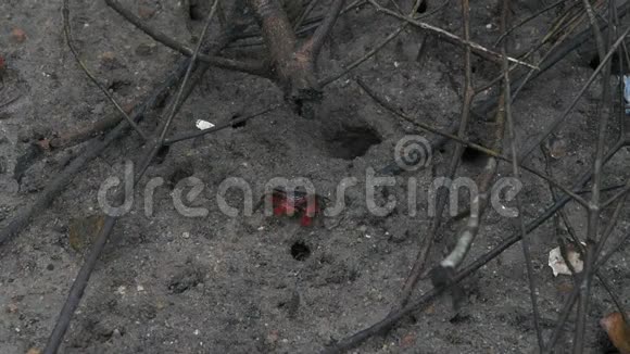 大红鬼蟹Neosarmatiummeinerti躲在红树林的根部劳奈港马河岛塞舌尔视频的预览图