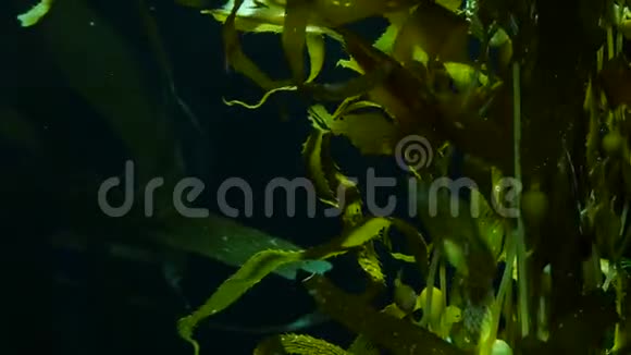 光线通过巨大的海带森林过滤囊藻潜水水族馆和海洋概念水下视频的预览图