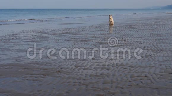 白色瑞士牧羊犬在海滩上奔跑视频的预览图