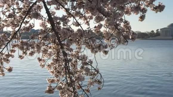 阳光明媚的樱花和杰斐逊纪念视频的预览图