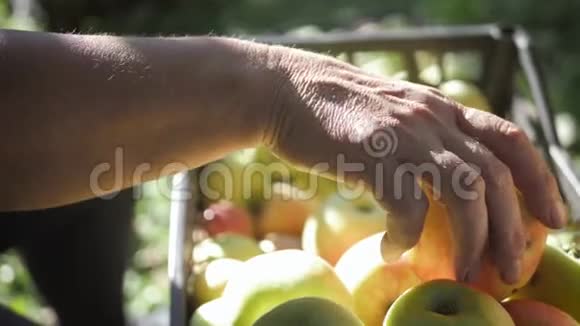 女农民带着刚收获的苹果在盒子里收获水果农业和园艺概念视频的预览图