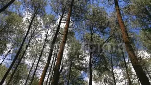 具有蓝天背景的松林视频的预览图