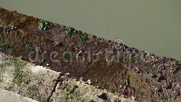 威尼斯运河上布满海藻的楼梯视频的预览图