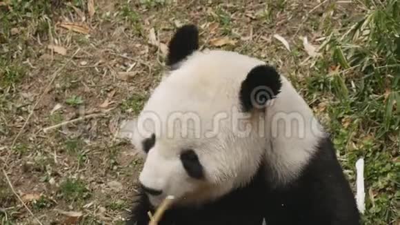 在华盛顿的国家动物园里一只大熊猫正在吃竹子视频的预览图