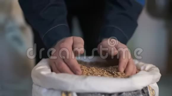 啤酒商从袋子里拿出一把麦芽倒在手心里视频的预览图